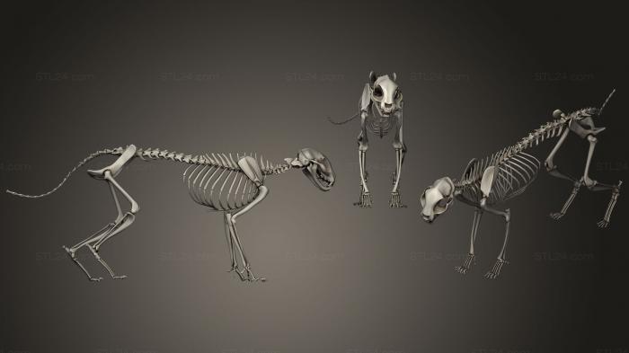 Анатомия скелеты и черепа (Кошачий скелет, ANTM_1181) 3D модель для ЧПУ станка